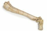 Fossil Running Rhino (Hyracodon) Partial Leg - Nebraska #326411-2